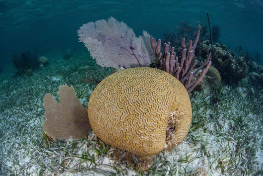 Brain Coral and Gorgonians Wall Decal Design 2
