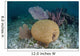 Brain Coral and Gorgonians Wall Decal Design 2