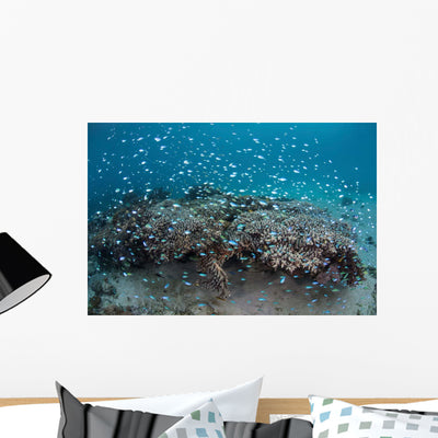 Damselfish Swim above Corals Wall Decal Design 1 shown on a wall