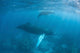 Humpback Whale and Her Wall Decal Design 3