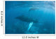 Humpback Whale and Her Wall Decal Design 3