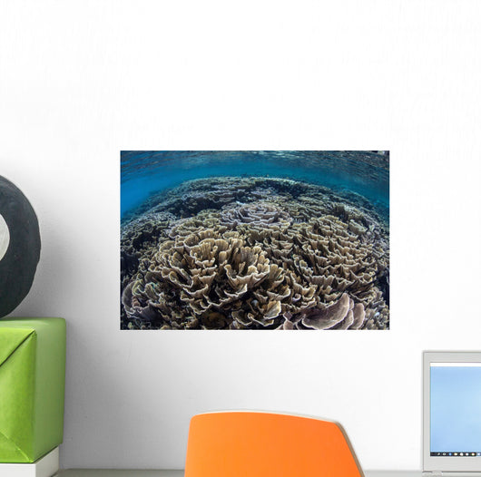 Foliose Corals Grow Komodo Wall Decal Design 2