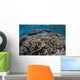 Foliose Corals Grow Komodo Wall Decal Design 2