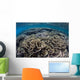 Foliose Corals Grow Komodo Wall Decal Design 2