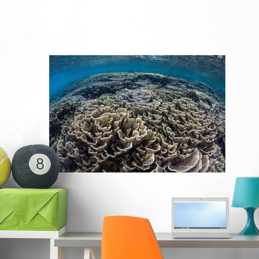Foliose Corals Grow Komodo Wall Decal Design 2