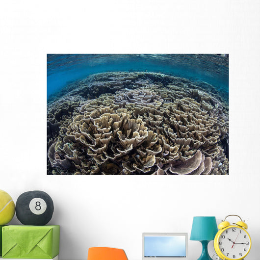 Foliose Corals Grow Komodo Wall Decal Design 2