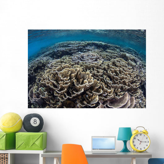 Foliose Corals Grow Komodo Wall Decal Design 2