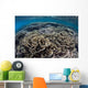 Foliose Corals Grow Komodo Wall Decal Design 2