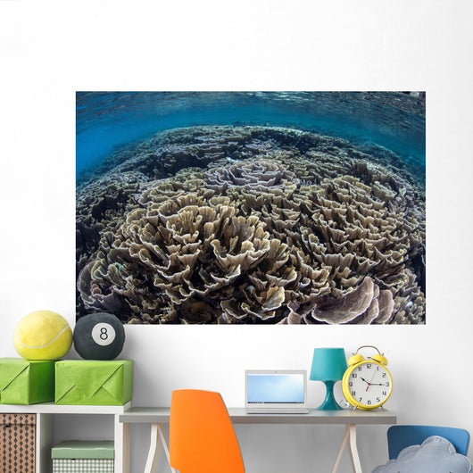 Foliose Corals Grow Komodo Wall Decal Design 2
