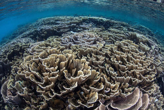 Foliose Corals Grow Komodo Wall Decal Design 2