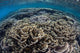 Foliose Corals Grow Komodo Wall Decal Design 2
