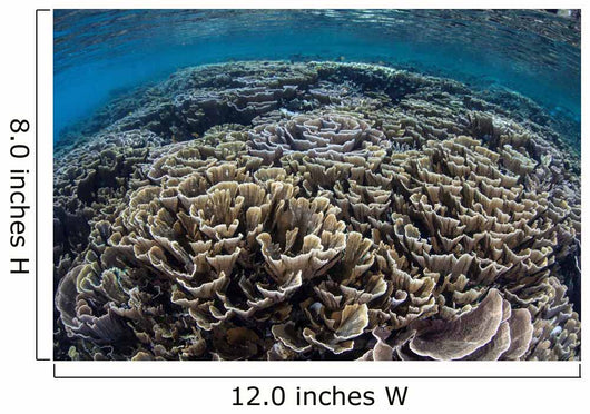 Foliose Corals Grow Komodo Wall Decal Design 2