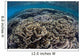 Foliose Corals Grow Komodo Wall Decal Design 2