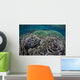 Foliose Corals Grow Komodo Wall Decal Design 1