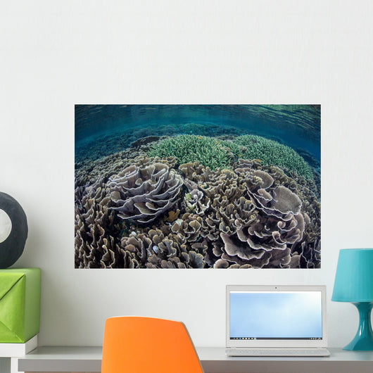 Foliose Corals Grow Komodo Wall Decal Design 1
