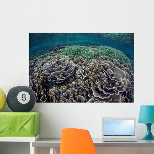 Foliose Corals Grow Komodo Wall Decal Design 1