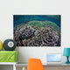 Foliose Corals Grow Komodo Wall Decal Design 1