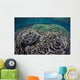 Foliose Corals Grow Komodo Wall Decal Design 1