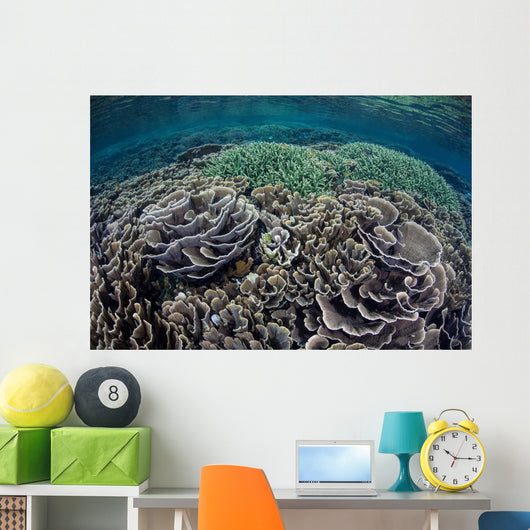 Foliose Corals Grow Komodo Wall Decal Design 1