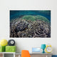 Foliose Corals Grow Komodo Wall Decal Design 1