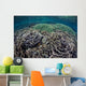 Foliose Corals Grow Komodo Wall Decal Design 1