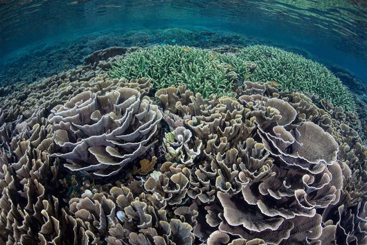 Foliose Corals Grow Komodo Wall Decal Design 1
