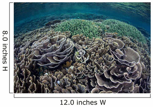 Foliose Corals Grow Komodo Wall Decal Design 1