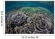Foliose Corals Grow Komodo Wall Decal Design 1