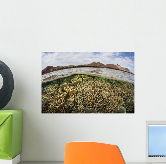 Fragile Corals Grow Shallow Wall Decal Design 14