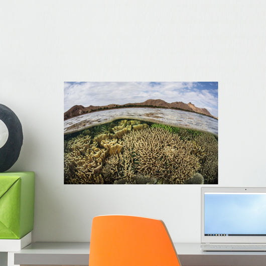 Fragile Corals Grow Shallow Wall Decal Design 14