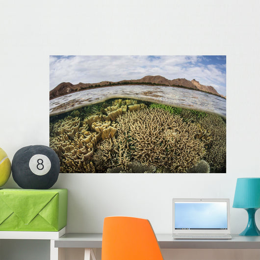 Fragile Corals Grow Shallow Wall Decal Design 14