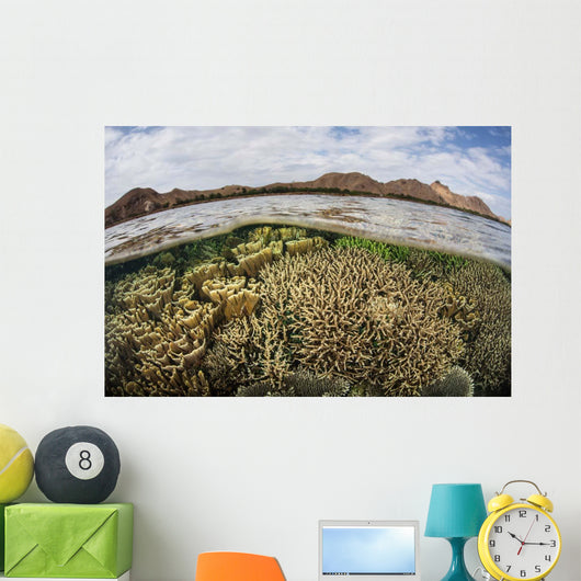 Fragile Corals Grow Shallow Wall Decal Design 14