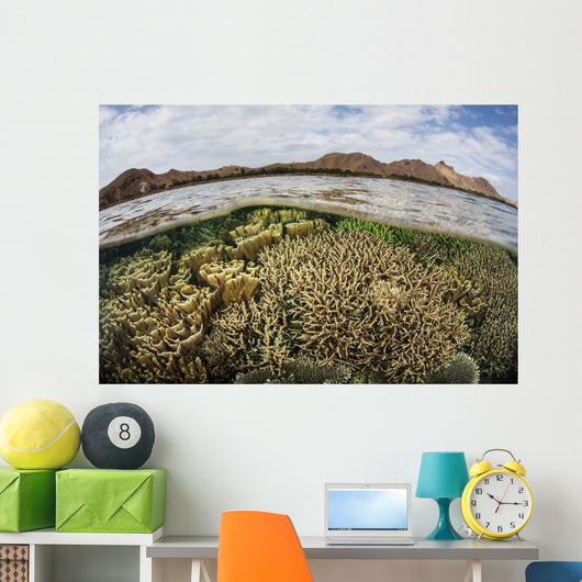 Fragile Corals Grow Shallow Wall Decal Design 14