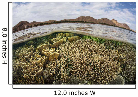 Fragile Corals Grow Shallow Wall Decal Design 14