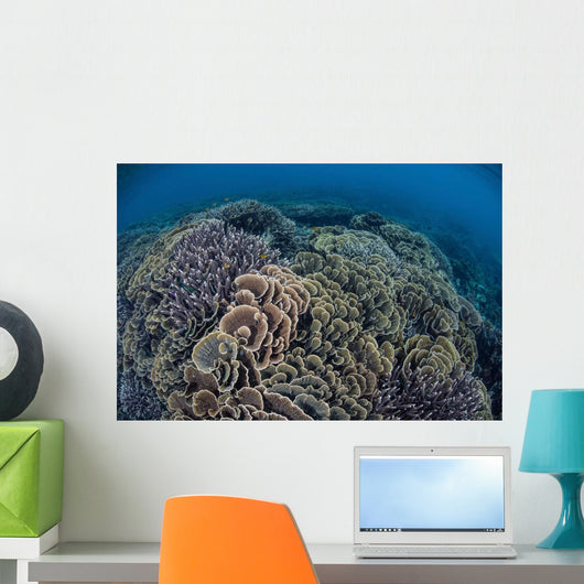 Fragile Corals Grow Shallow Wall Decal Design 13