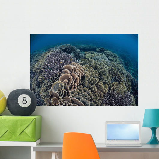 Fragile Corals Grow Shallow Wall Decal Design 13