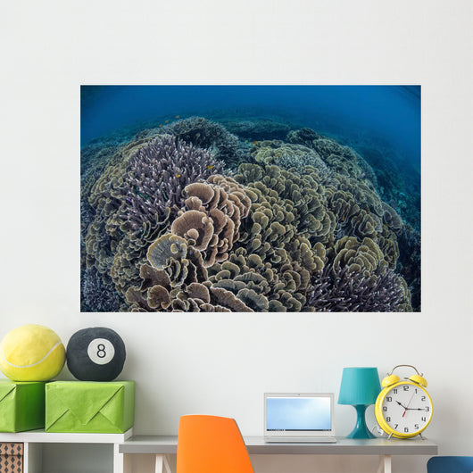Fragile Corals Grow Shallow Wall Decal Design 13