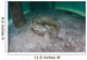 Yellow Stingray Swims beneath Wall Decal Design 3