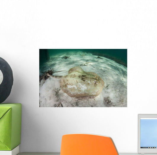 Yellow Stingray Swims beneath Wall Decal Design 2