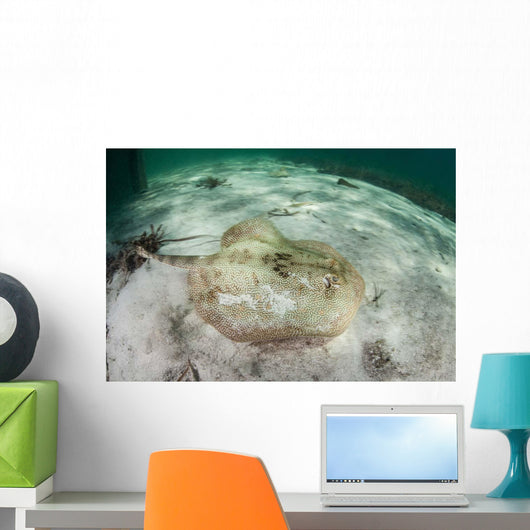 Yellow Stingray Swims beneath Wall Decal Design 2