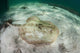 Yellow Stingray Swims beneath Wall Decal Design 2