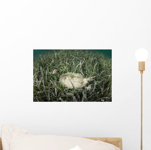 Yellow Stingray Swims beneath Wall Decal Design 1
