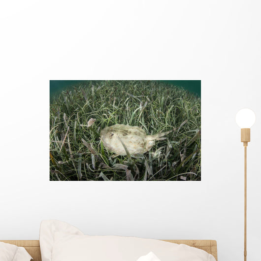 Yellow Stingray Swims beneath Wall Decal Design 1