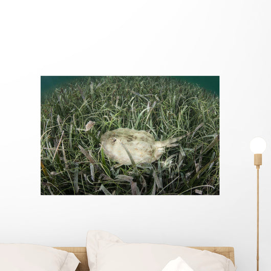 Yellow Stingray Swims beneath Wall Decal Design 1