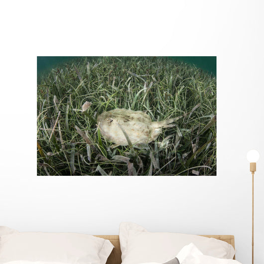 Yellow Stingray Swims beneath Wall Decal Design 1