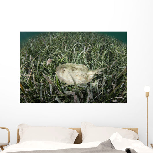 Yellow Stingray Swims beneath Wall Decal Design 1