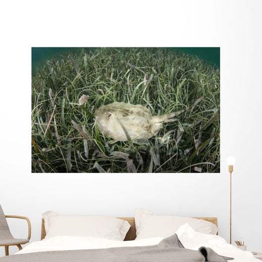 Yellow Stingray Swims beneath Wall Decal Design 1