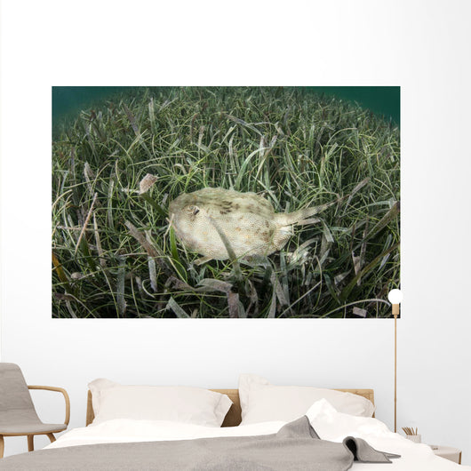 Yellow Stingray Swims beneath Wall Decal Design 1