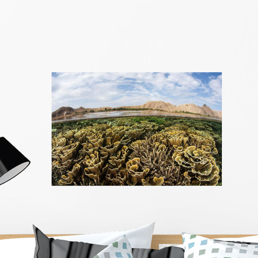 Fragile Corals Grow Shallow Wall Decal Design 11