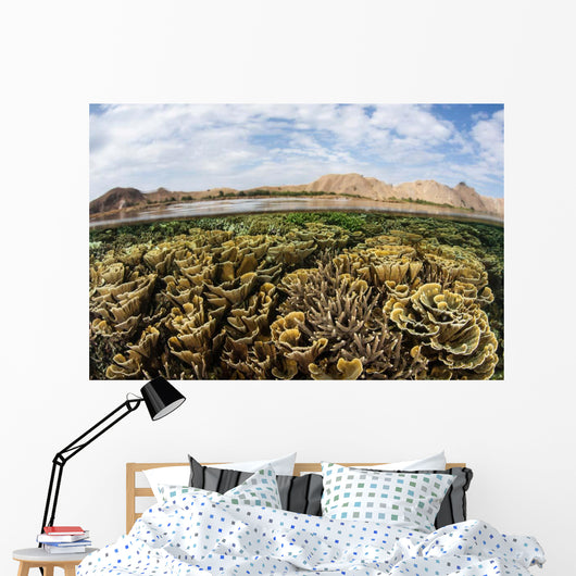 Fragile Corals Grow Shallow Wall Decal Design 11